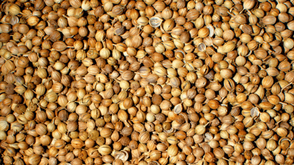 Coriander Seeds