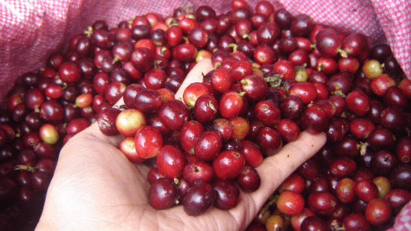 Robusta Cherry - Image 2