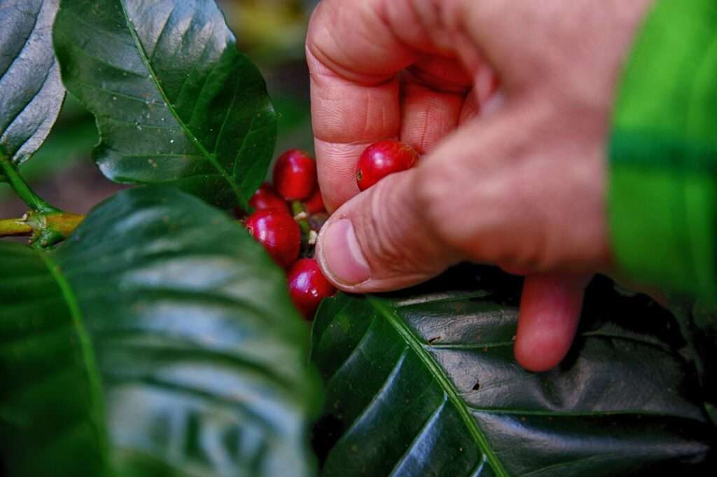 Close-up of a hand picking ripe red coffee cherries from a lush green coffee plant outdoors in Thailand.