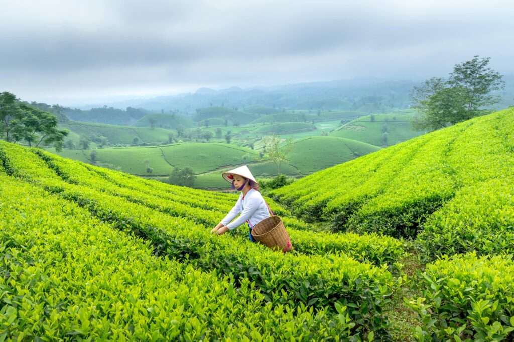 A woman in traditional attire picks tea leaves in vibrant green rolling hills.